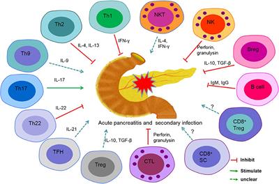 Circulating Lymphocyte Subsets Induce <mark class="highlighted">Secondary Infection</mark> in Acute Pancreatitis